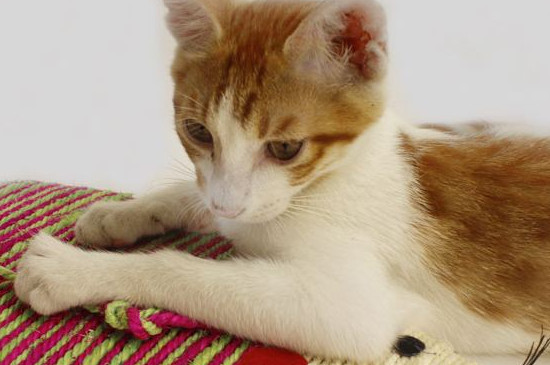 猫有分泌物了多久生