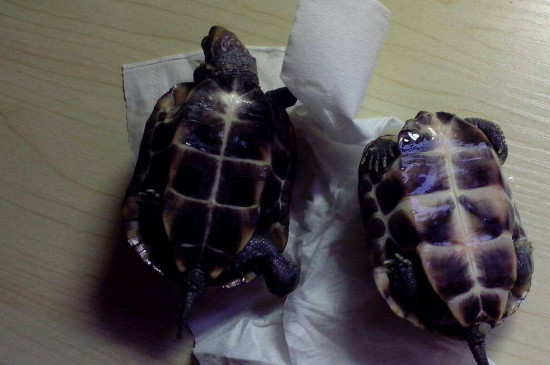 乌龟翘甲怎么恢复