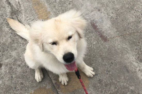 大白熊掉毛吗