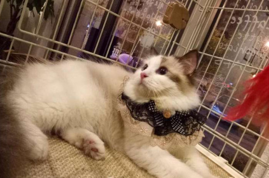 大猫到新家多久不会叫
