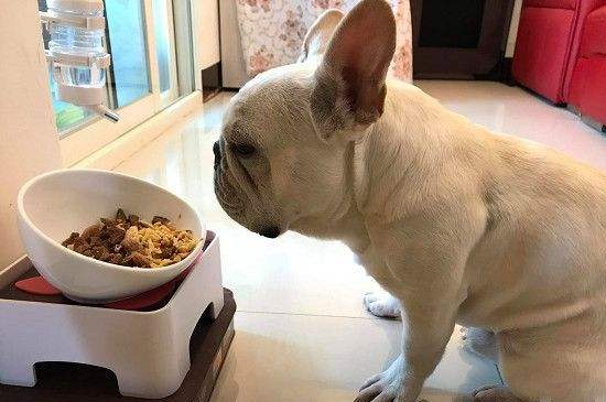 法斗身上臭怎么办，洗澡修毛改善饮食还要挤肛门腺