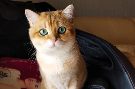 猫眼睛失明有哪几种