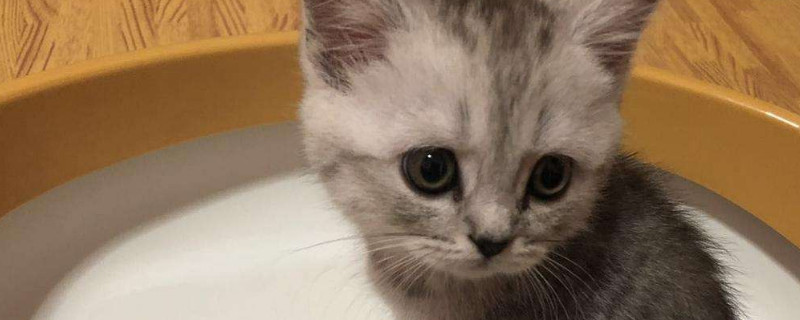 两个月大小猫泪痕重
