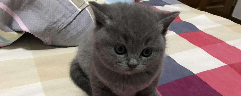 猫咪送走了它会想我吗
