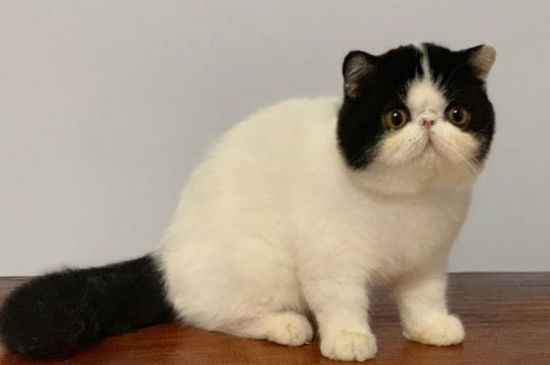 猫产后出血多久干净
