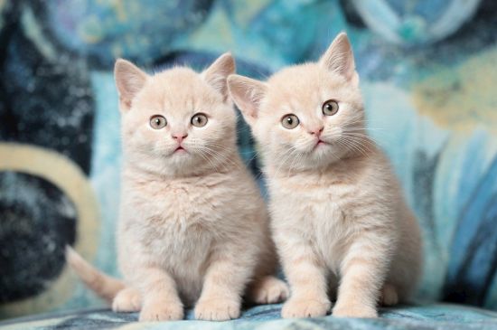 猫故意把大便拉在外面
