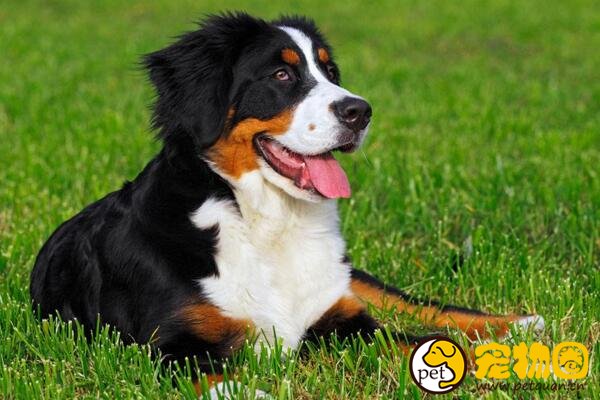 伯恩山犬和边牧的区别是什么，乖巧又好养的狗狗