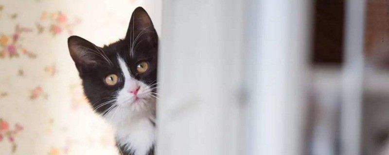 奶牛猫能活多久