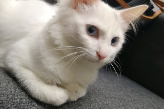 猫容易得什么病