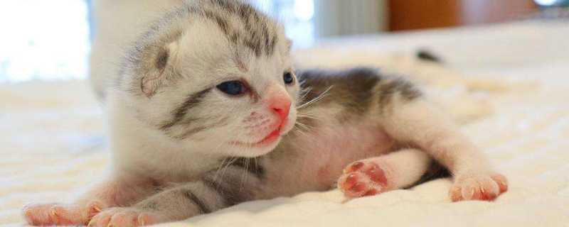 猫难产的几率大吗