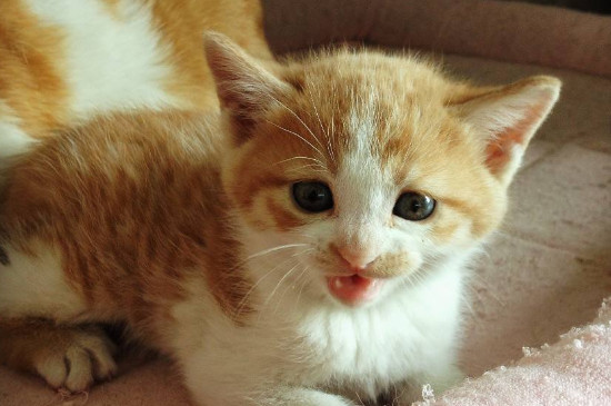 猫重复喵呜是什么意思