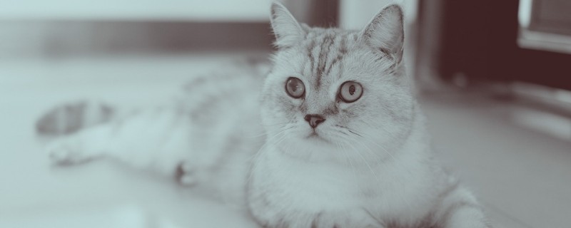 猫可以吃乳酸菌片的剂量