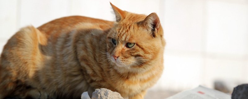 猫的心脏在哪个位置