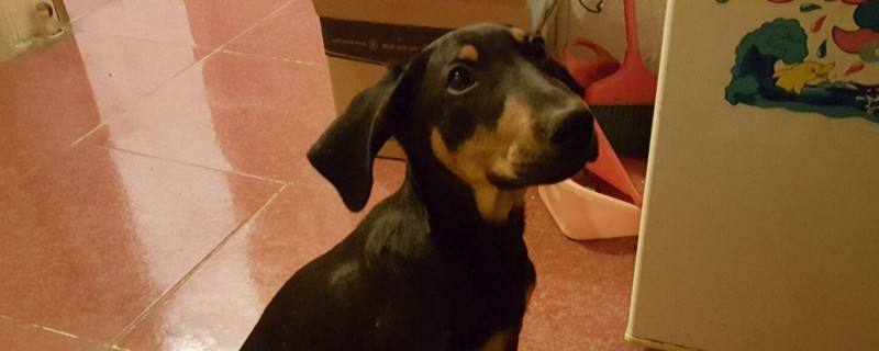 小狗抓了一道红印子