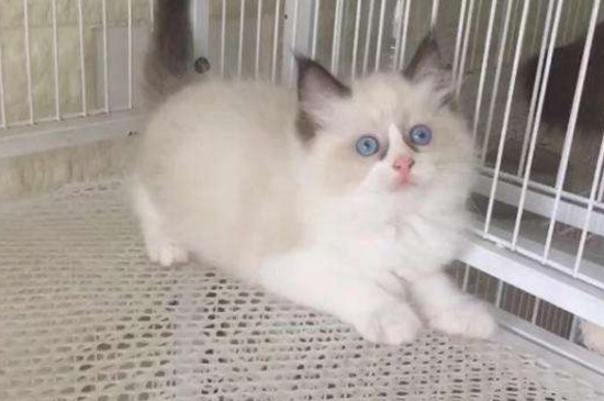 我家布偶猫为什么毛短