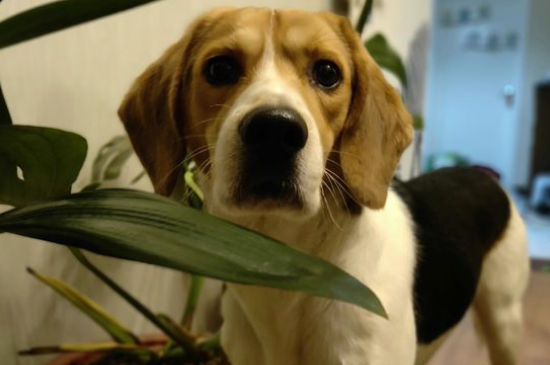 比格犬为什么被禁养