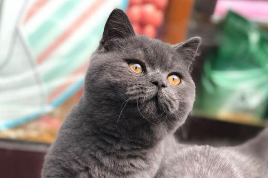 2周小猫一只眼睛睁不开