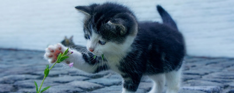 小猫咪可以喝纯牛奶吗