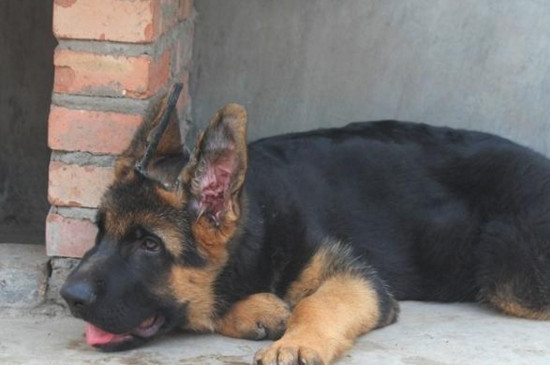 德国牧羊犬为什么禁养