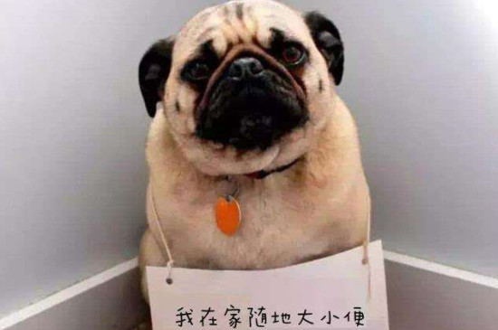 如何教狗狗定点大小便