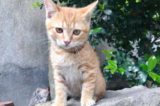 猫皮下有疙瘩怎么回事