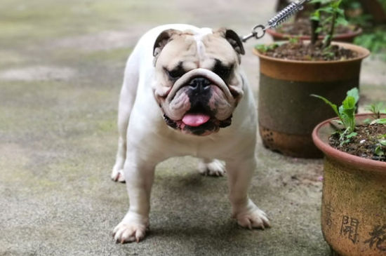 英国斗牛犬体味大吗