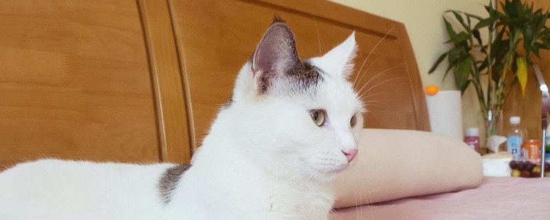 猫咪自己在家可以吗