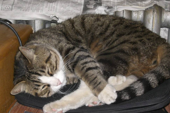 猫咪自己在家可以吗