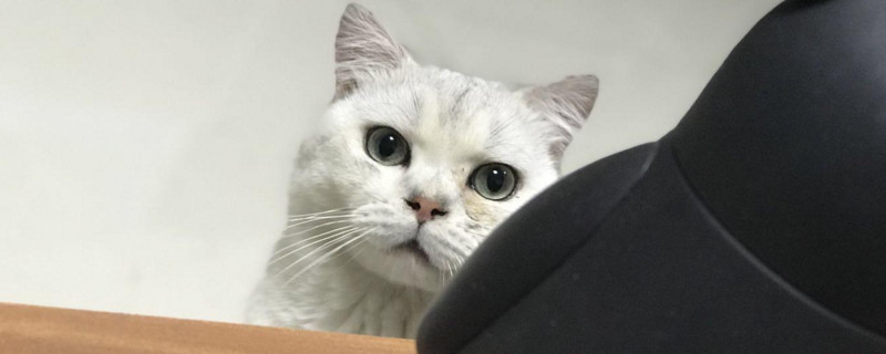 猫的眼睛红肿流眼泪