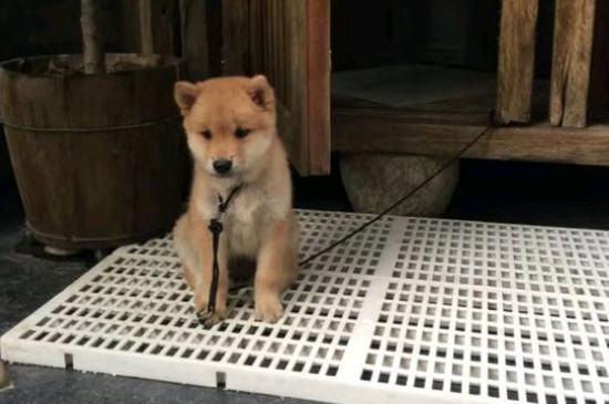 冬天狗笼怎么保温