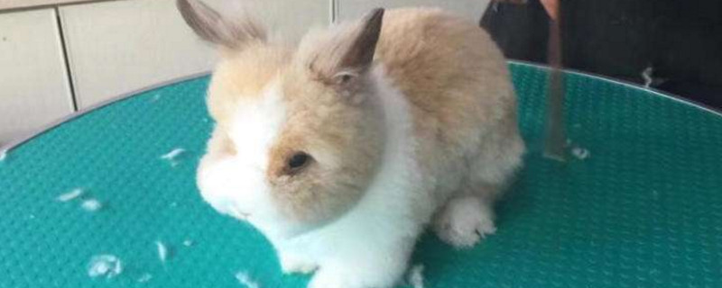 猫猫兔吃哪些蔬菜
