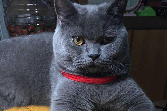 公猫绝育就不发腮了吗