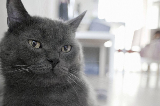 猫脚上垫长得很硬的老茧