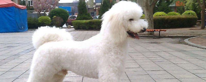 养巨贵要注意什么
