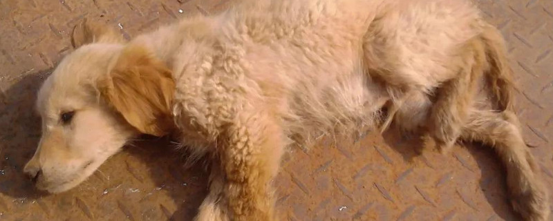 犬瘟不吃东西是几期