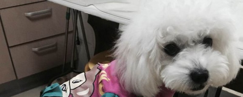贵宾犬可以吃米饭吗