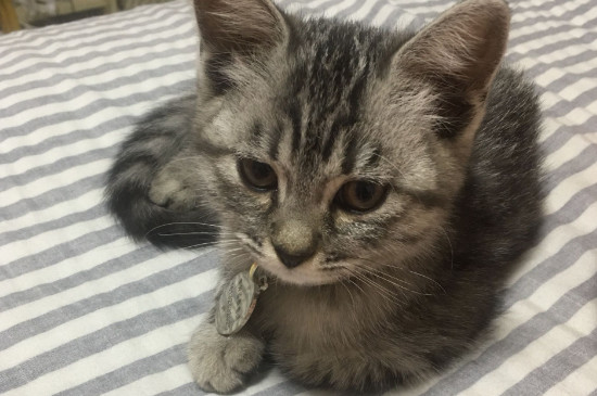 怎么让母猫黏人