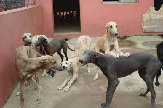 格力犬每天怎么溜