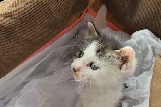 小猫身上有跳蚤怎么办