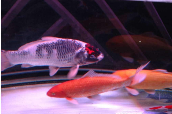锦鲤鱼缸里养什么水草