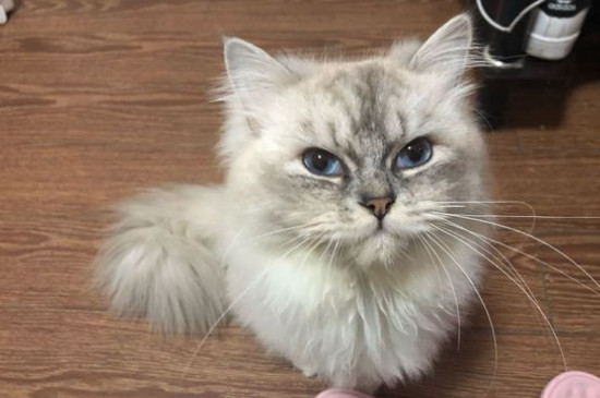 怎样养好猫咪，新手养猫咪必备攻略
