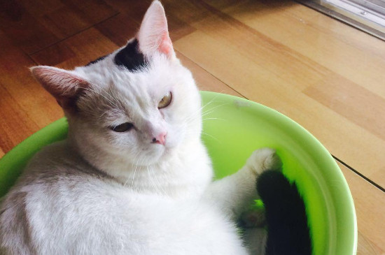 猫咪外驱怎么做