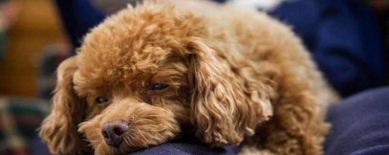 贵宾犬去世前的症状