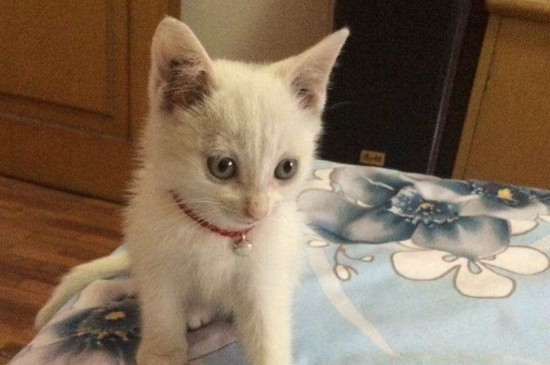 猫怕吹风机怎么吹干