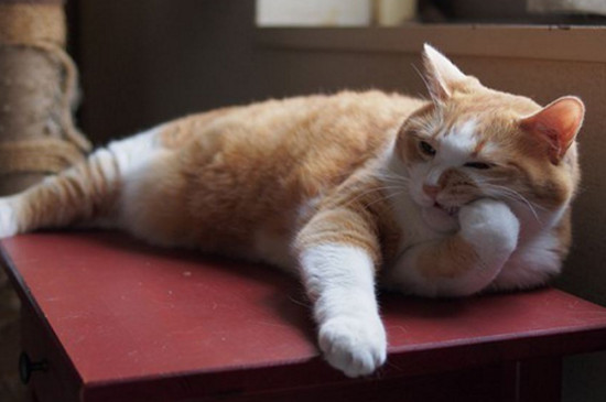 猫可以吃紫薯吗