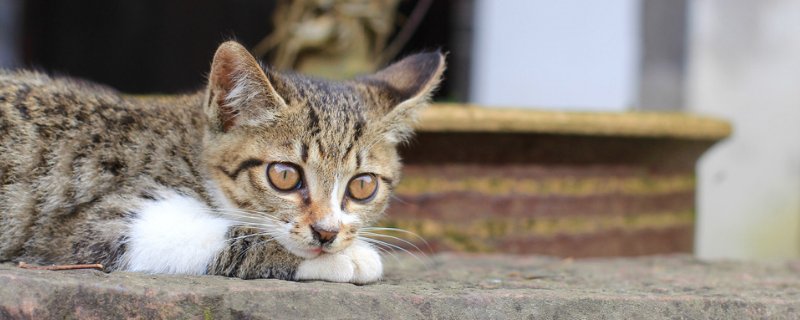 小猫几个月可以送人