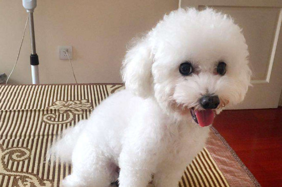 狗有虫子吃什么药