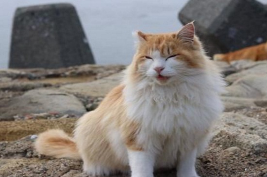 猫踩奶被子是什么意思