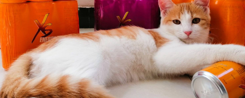 如何救活僵硬死了的猫
