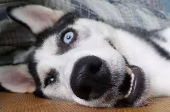 哈士奇跟柴犬哪个更蠢，哈士奇不由自主的行为更加蠢萌